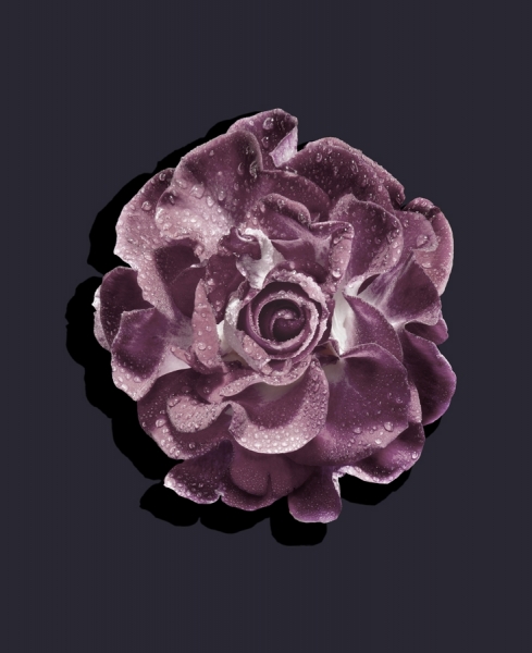 Photograph Louisa Parry Rose2 on One Eyeland